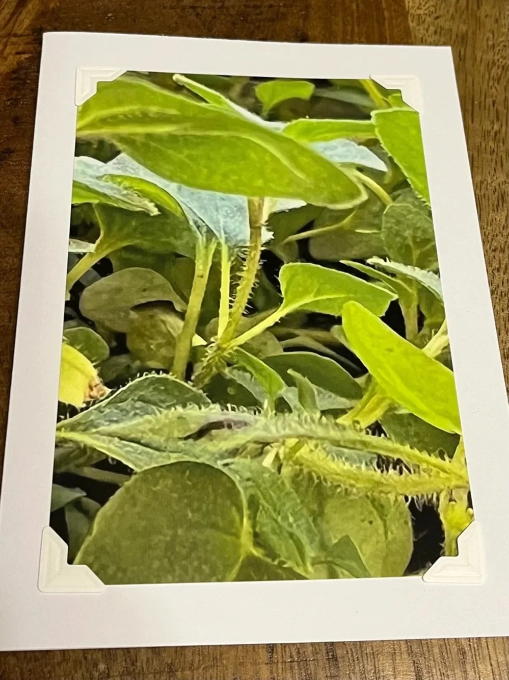 Green Botanical Greeting Cards - Set of 4